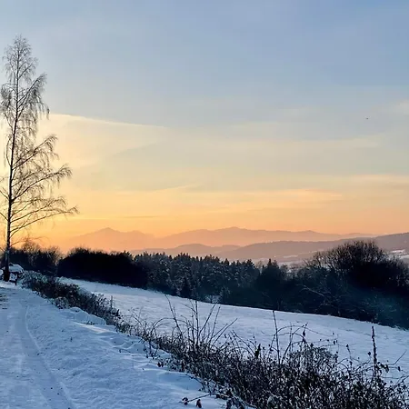 Aurora Green Hill - Forest Niedźwiedź